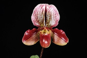 Paphiopedilum N.R. Carrie Chu HCC/AOS 75 pts.